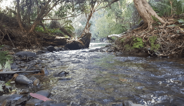 Frenchmans Creek Camping Area