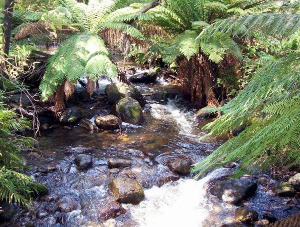 Mountain Creek Camping and Picnic Area