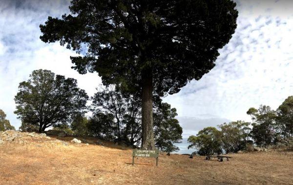 Mount Beckworth Scenic Reserve - Manna Gums - Camping Area