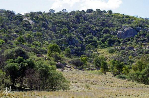 Mt Korong Scenic Reserve