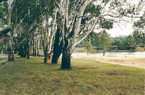 Tocumwal Regional Park Apex Beach Camping Area