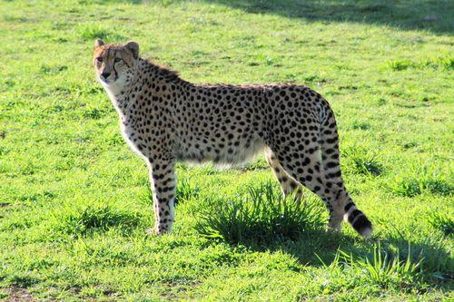 Monarto Zoo