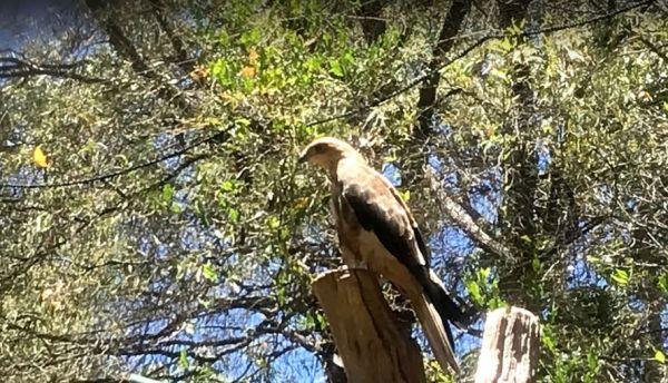 Eagles Heritage Raptor Wildlife Centre