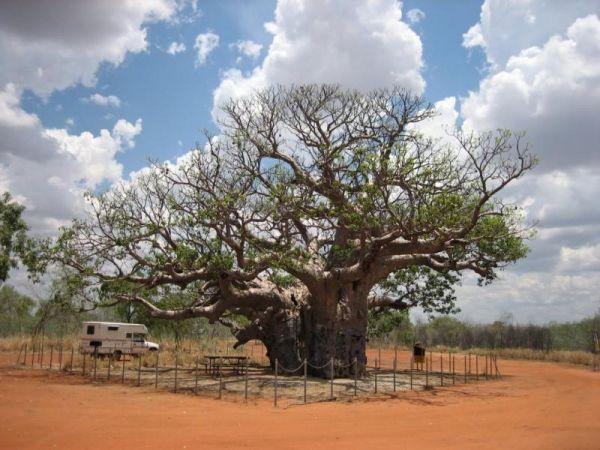 The Boab Rest Area