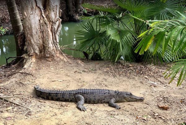 Wildlife Habitat Port Douglas