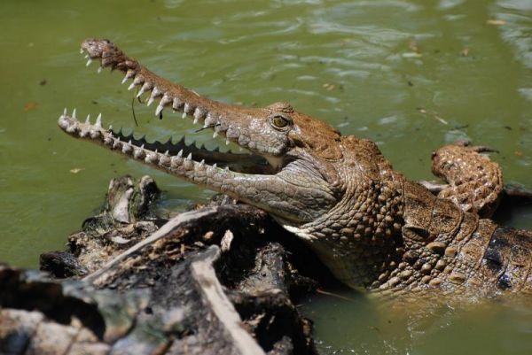 Hartley's Crocodile Adventures