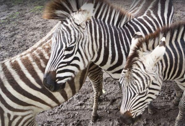 Zoodoo Wildlife Park