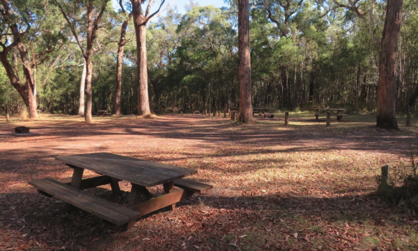 Jackass Fern Gully Camping Area