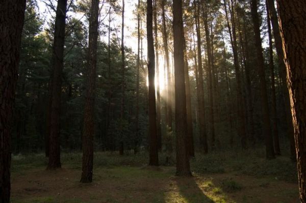 MIllionth Acre Picnic Area