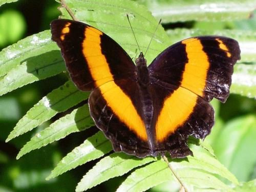 Batchelor Butterfly Farm And Tropical Retreat
