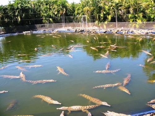 Knuckey Lagoon - Crocodylus Park
