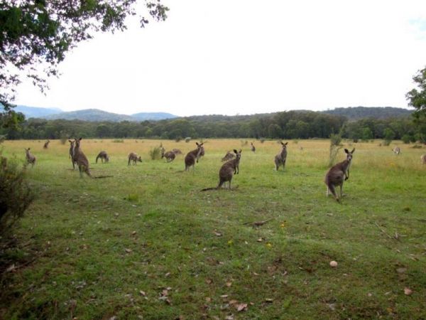 Tom Groggin Camping Area